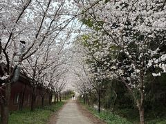 -绵阳盛世樱花悠乐谷