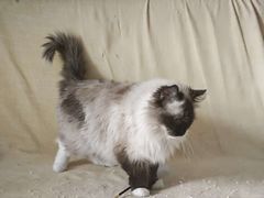 -中粮·祥云小镇