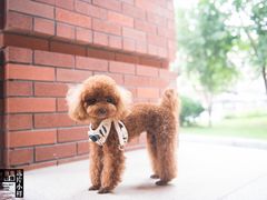 -爱宠屋pet shop·宠物洗澡·宠物美容