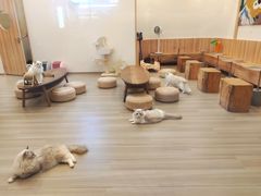 -瞄一喵猫咖(格力海岸店)