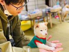 -逗柴咖啡屋·狗咖猫咖宠物桌游