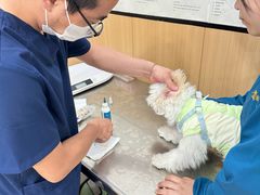 -米苏动物医院·犬猫专科·骨科外科内窥镜