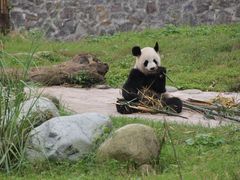 -都江堰中华大熊猫苑
