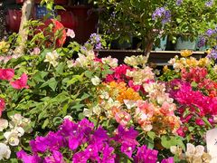 -溪岸路花鸟市场