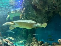 -上海海洋水族馆