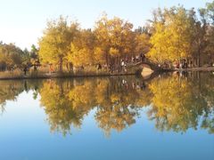 -金塔沙漠胡杨林景区