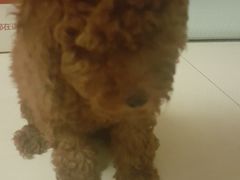 -pd派德宠物中心医院24H急重症·眼科中心·血液透析中心(嵩山北路店)