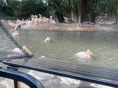 -广州长隆飞鸟乐园