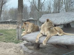 -北京野生动物园