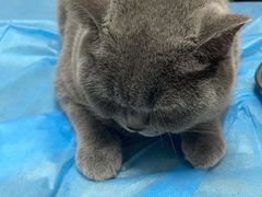 -创凡宠物医院·骨专科  猫科中心(西乡分院)