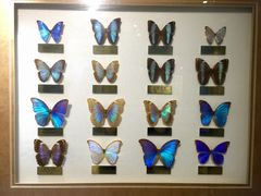 -上海昆虫博物馆