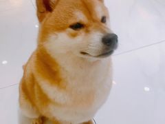 -柴源莊·柴小宠柴犬咖啡