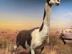 -陕西自然博物馆