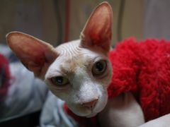 -猫色咖啡·猫咖