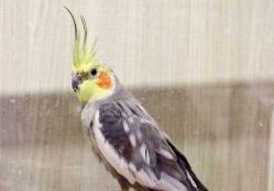 -Moni星球萌宠·小马宝莉·灵蛇·高端高阶全萌宠互动体验俱乐部(红豆国际广场店)