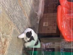 -猫咪博物馆(顶澳仔猫街店)