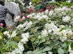 -人民公园(罗湖区)