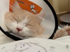 -荔康动物医院(康王北路店)