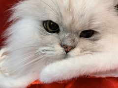 -猫大福·Fortune Cat猫舍(百子湾店)