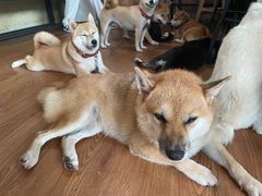 -柴犬高等学院·狗咖·柴犬售卖·宠物训练