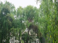 -四川大学(望江校区)