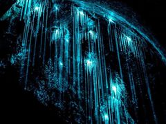 -怀托摩萤火虫洞