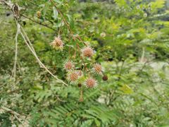 -武夷山风景名胜区-玉女峰