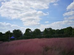 -鹅湖玫瑰文化园