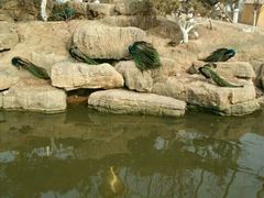 android_upload_pic-临沂动植物园