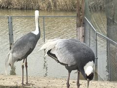 -盐城丹顶鹤湿地生态旅游区
