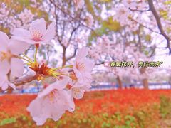 -高东镇樱花园