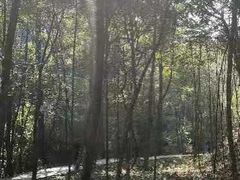 -九龙江国家森林公园