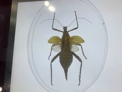 -上海昆虫博物馆