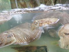 -蓝湾碧波·老字号·疍家非遗海上餐厅