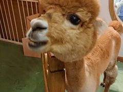 -藦茜花园宠物主题亲子互动体验馆(国顺东路店)