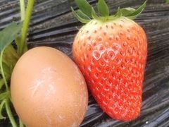 -田趣农庄草莓采摘园