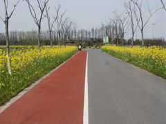 -上海长兴岛郊野公园