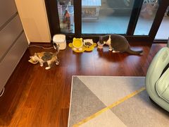 -瑞鹏宠物医院犬猫全科(真大分院)