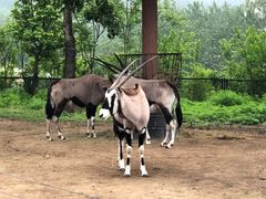 -大连森林动物园