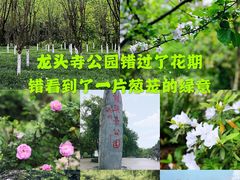 -龙头寺公园