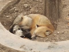-五龙山野生动物王国