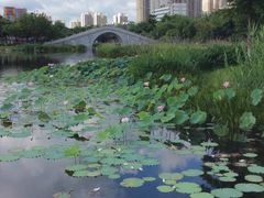 -映月湖公园