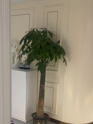 -广州美莱医疗美容医院