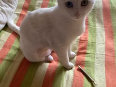 -纳吉亚猫专科动物诊疗中心(蒋宅口分院)
