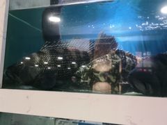 -潮有信餐厅(碧桂园十里金滩店)