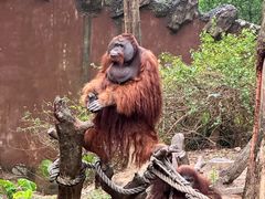 -广州长隆野生动物世界