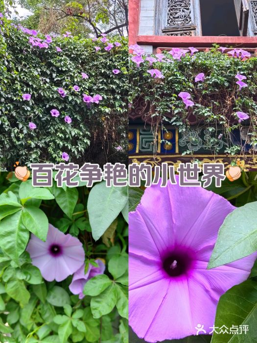 官渡古镇图片