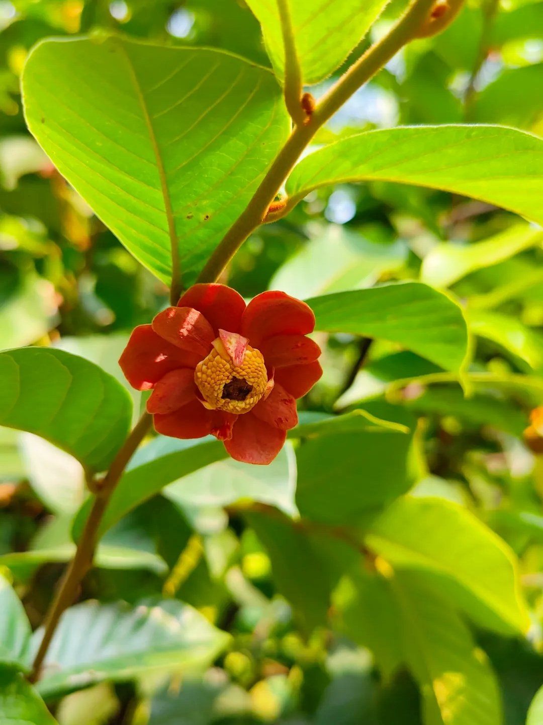 偶遇紫玉盘,花好美,听说果子很好吃[色].