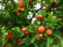 -广富林郊野公园