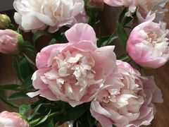 -双季花艺园艺市场(浦东店)